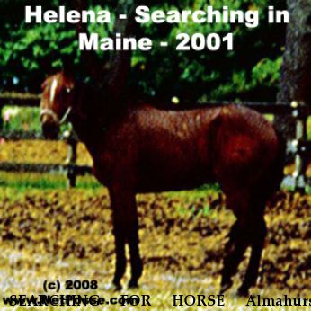 SEARCHING FOR HORSE Almahurst Helena, Near Brunswick, ME, 00000